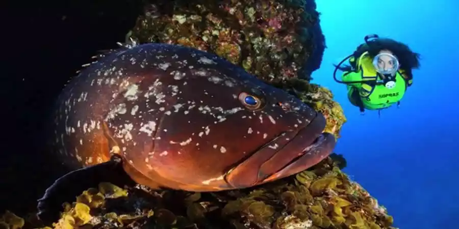 Buceo en El Hierro