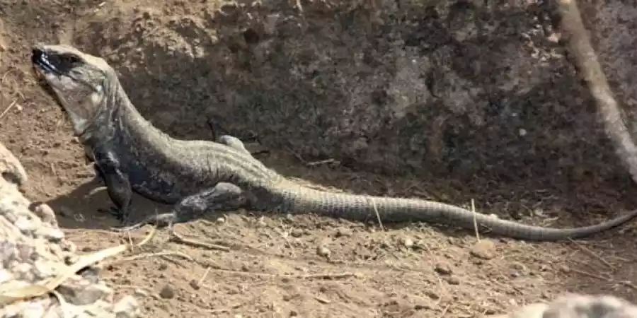 Centro de Recuperación de El Lagarto Gigante de El Hierro