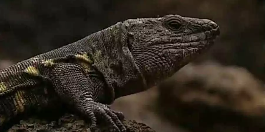 Fauna de El Hierro