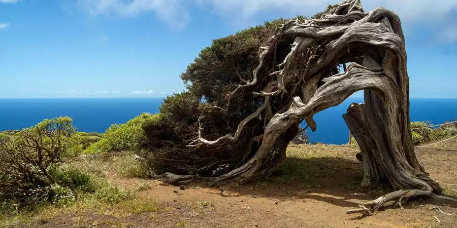 Flora de El Hierro