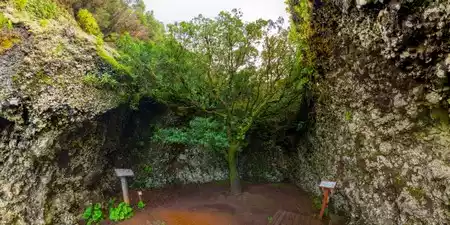 Centro de Interpretación del Árbol Garoé