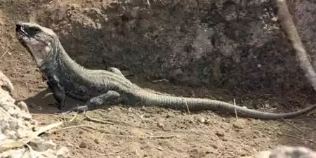 Centro de Recuperación de El Lagarto Gigante de El Hierro