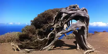 El Sabinar