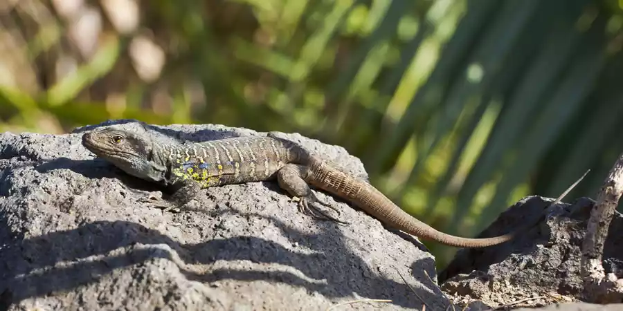 Fauna de Gran Canaria