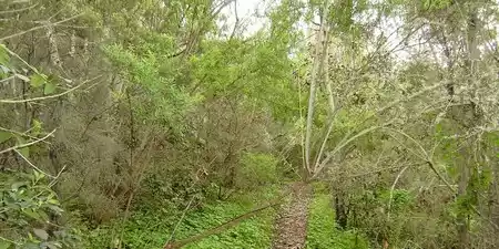 Reserva natural especial de El Brezal