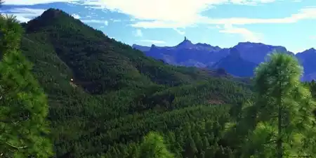 Pinar de Tamadaba