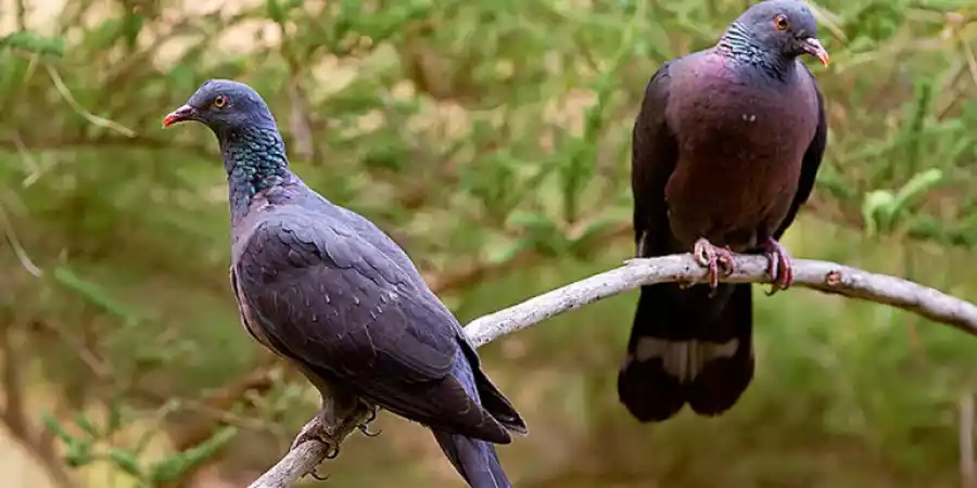 Avistamiento de aves en La Gomera