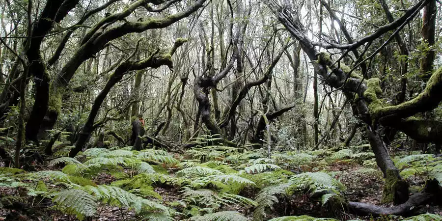 El Bosque del Cedro