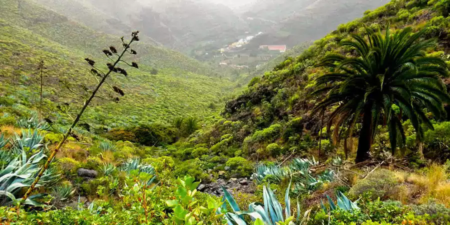 Flora de La Gomera