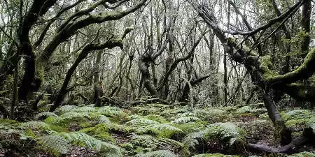 El Bosque del Cedro