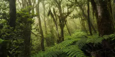 Parque Nacional de Garajonay
