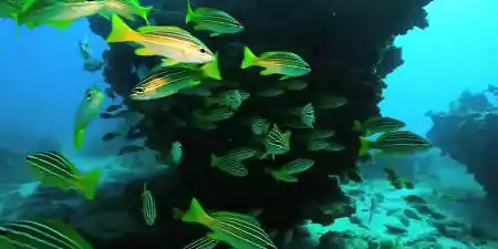 Reserva Marina  del Archipiélago Chinijo