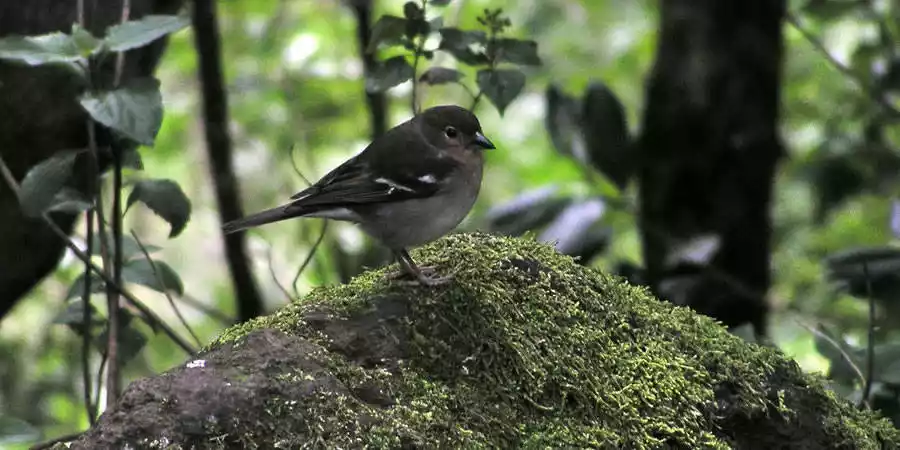 Fauna de La Palma