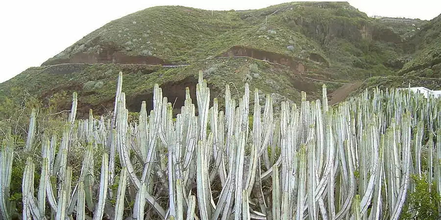 Flora de La Palma