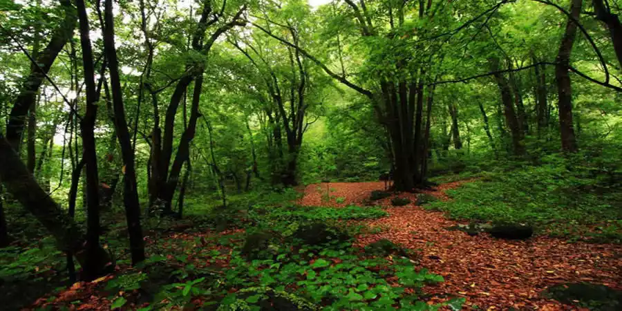 Bosque de Los Tiles