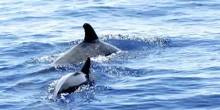 Avistar Ballenas en La Palma