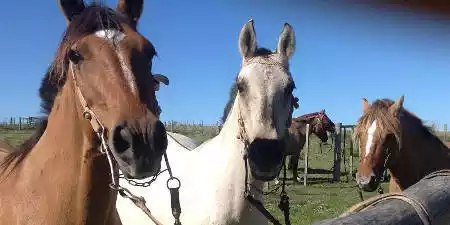 Hípica en La Palma