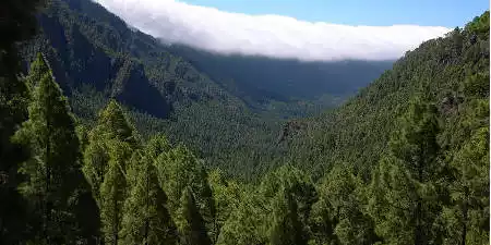 Reserva Natural Integral del Pinar de Garafía