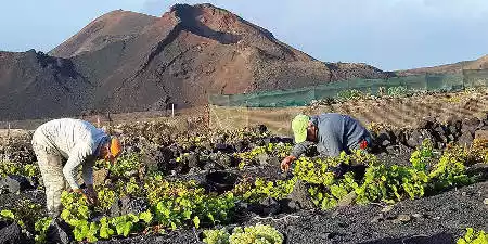 Zonas de cultivo