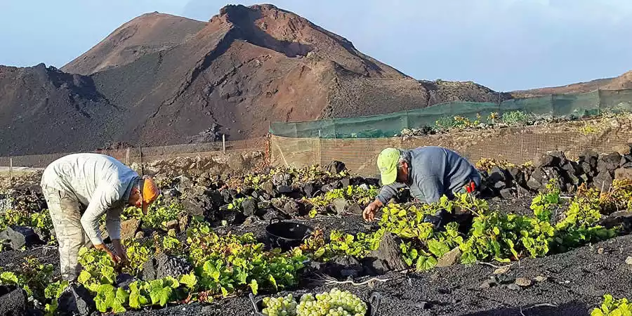 Zonas de cultivo