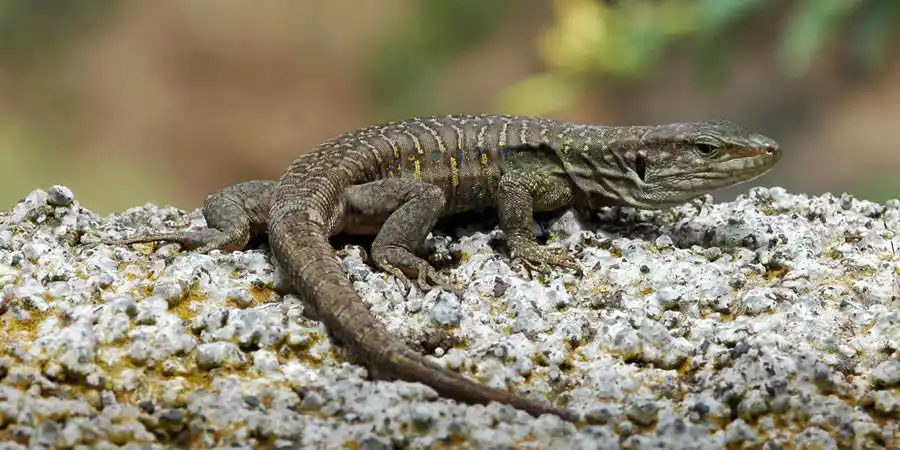Fauna de Tenerife