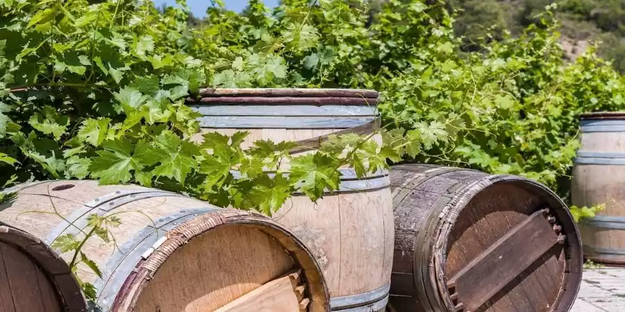 Vinos de Tenerife